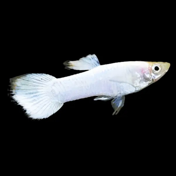 Guppy male Snow white